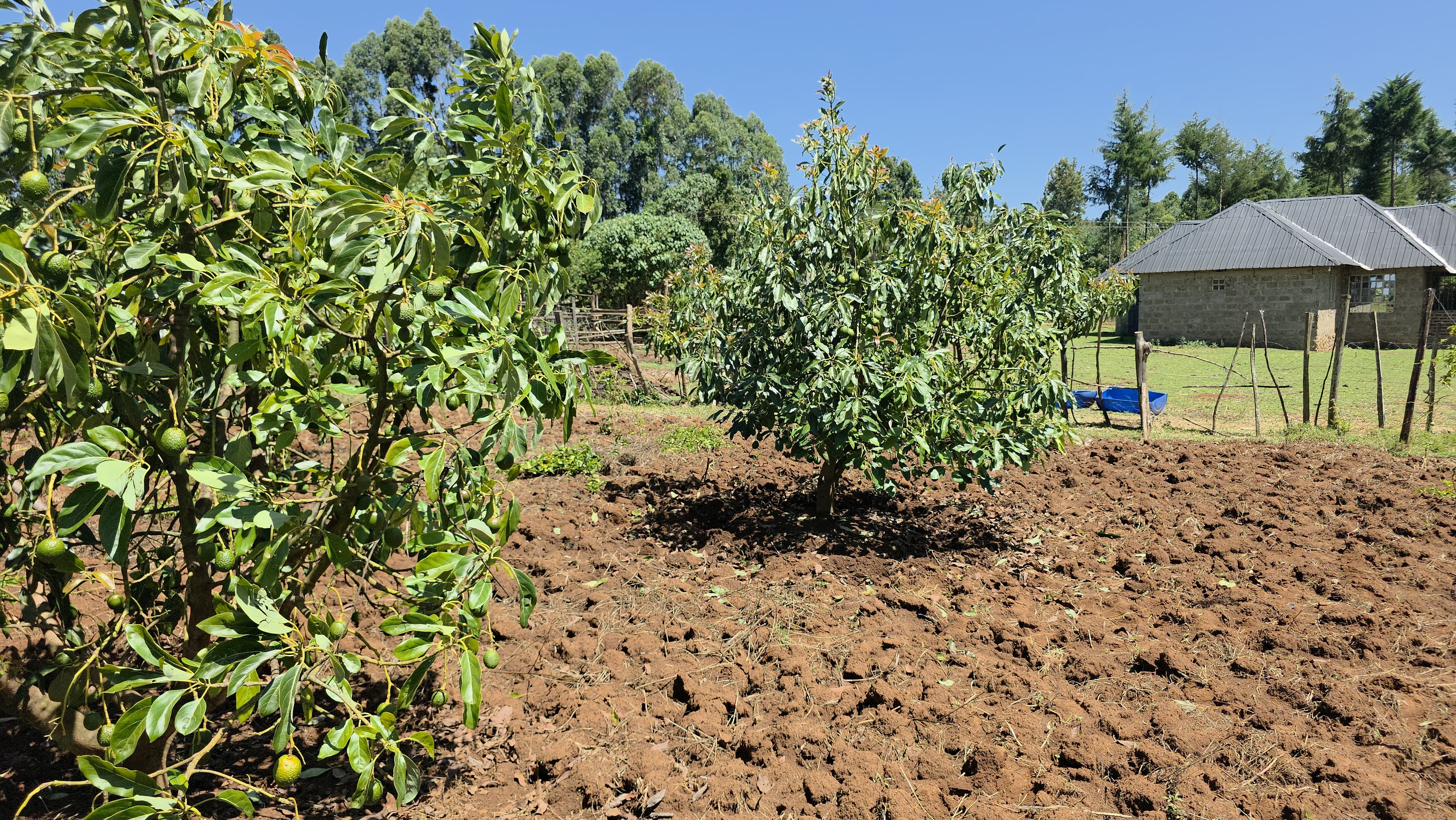 Integrated farm with avocado trees, poultry and dairy cattle
